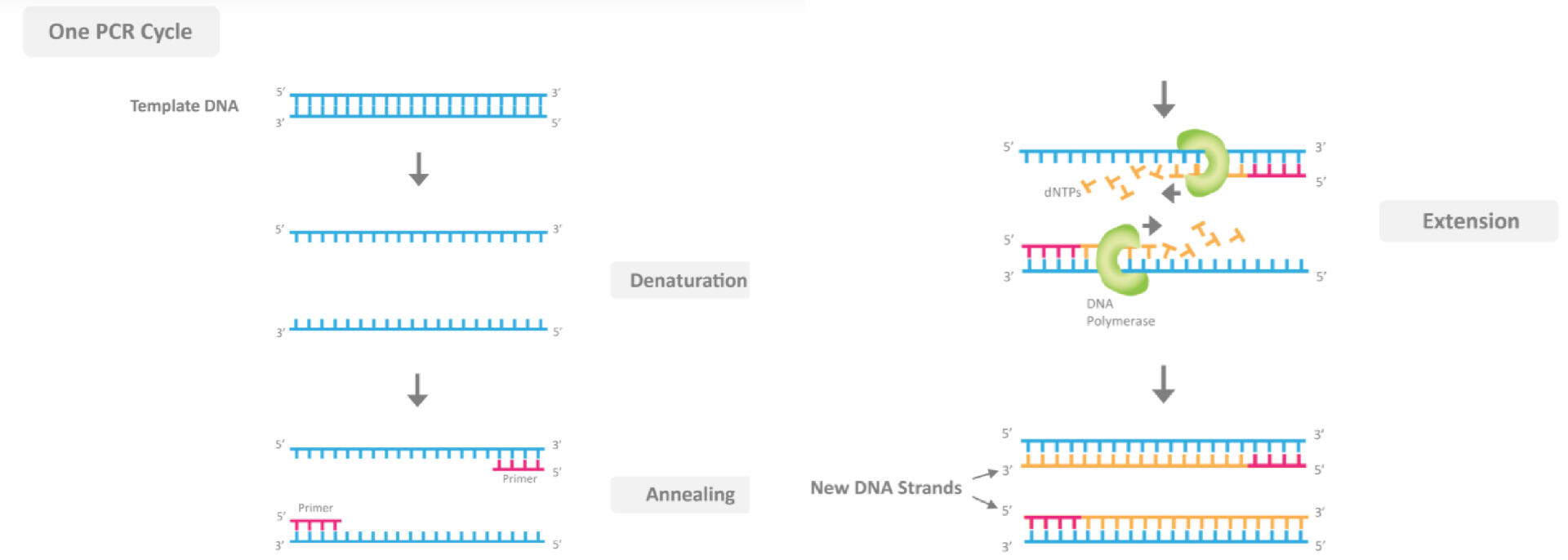 RT-PCR
